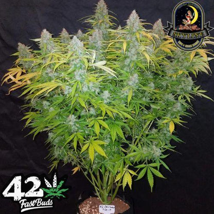 Californian Snow Auto | 420 Fast Buds | Skyline Smoke Company | South Africa