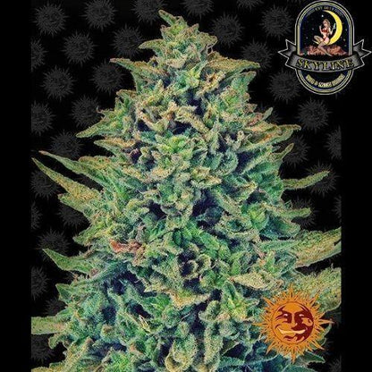 CBD Blue Shark | Barneys Farm | Skyline Smoke Company | South Africa