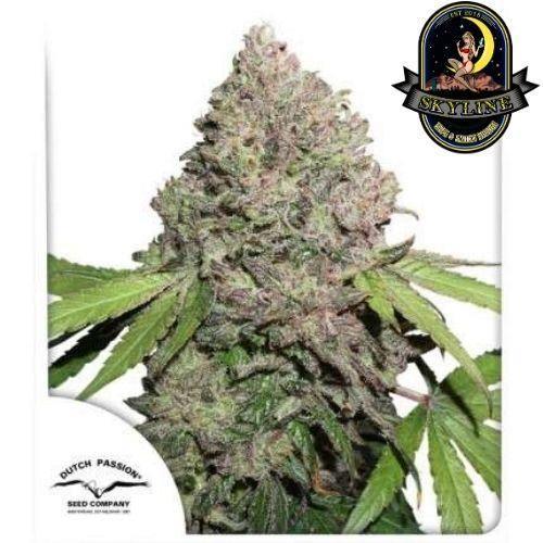CBD Charlotte’s Angel | Dutch Passion Seeds | Skyline Smoke Company | South Africa