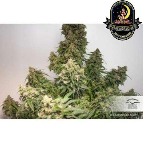 CBD Charlottes Angel Auto | Dutch Passion Seeds | Skyline Smoke Company | South Africa
