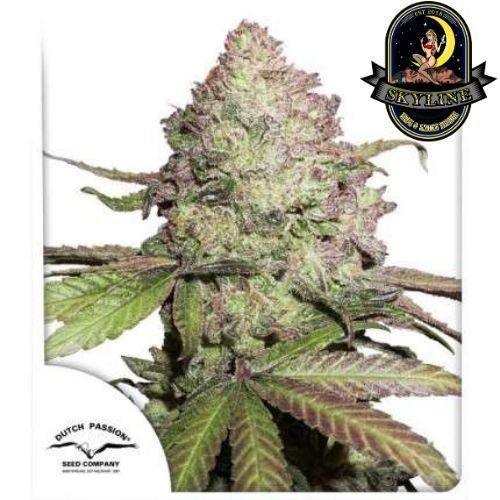 CBD Charlottes Angel Auto | Dutch Passion Seeds | Skyline Smoke Company | South Africa