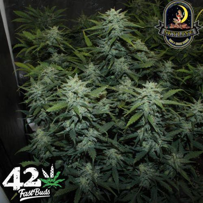Chemdawg Auto | 420 Fast Buds | Skyline Smoke Company | South Africa