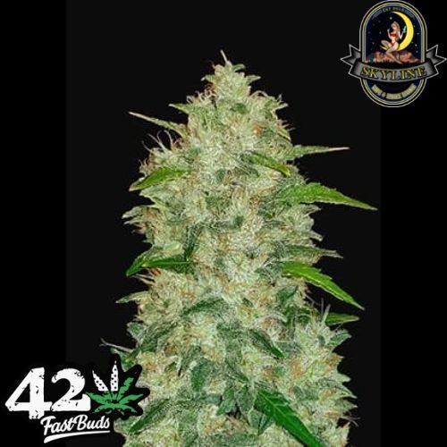 Chemdawg Auto | 420 Fast Buds | Skyline Smoke Company | South Africa