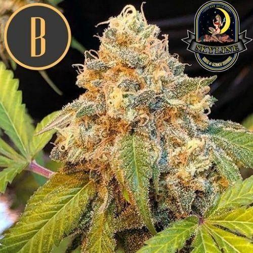 Chocolopez | BlimBurn Seeds | Skyline Smoke Company | South Africa