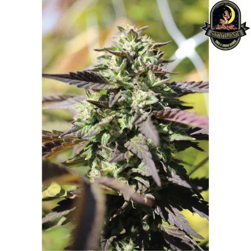 Chunkadelic Auto | Humboldt Seed Company | Skyline Smoke Company | South Africa