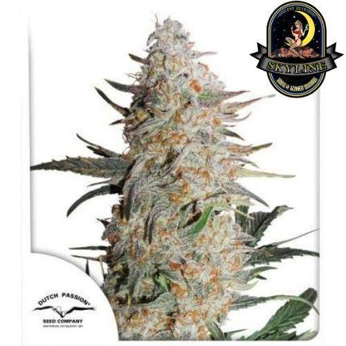 Critical Orange Punch | Dutch Passion Seeds | Skyline Vape & Smoke Lounge | South Africa