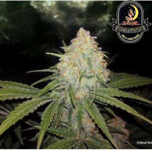 Critical Orange Punch | Dutch Passion Seeds | Skyline Vape & Smoke Lounge | South Africa