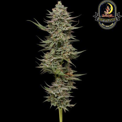 Family Jewels | Humboldt Seed Company | Skyline Smoke Company | South Africa