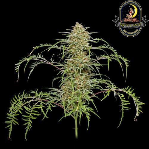 Freakshow | Humboldt Seed Company | Skyline Smoke Company | South Africa