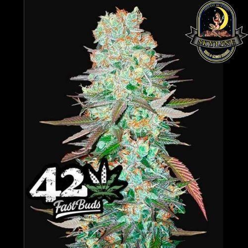 G14 Auto | 420 Fast Buds | Skyline Smoke Company | South Africa
