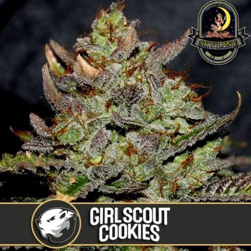 Girl Scout Cookies Auto | BlimBurn Seeds | Skyline Smoke Company | South Africa