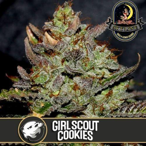 Girl Scout Cookies | BlimBurn Seeds | Skyline Smoke Company | South Africa