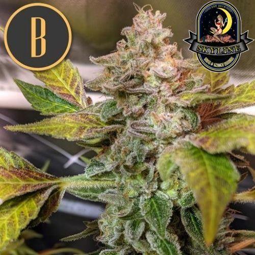 Girl Scout Cookies | BlimBurn Seeds | Skyline Smoke Company | South Africa