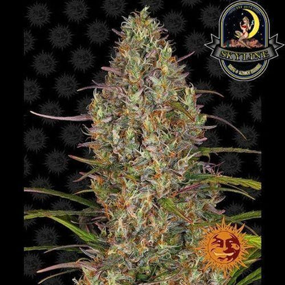 Glue Gelato Auto | Barneys Farm | Skyline Smoke Company | South Africa