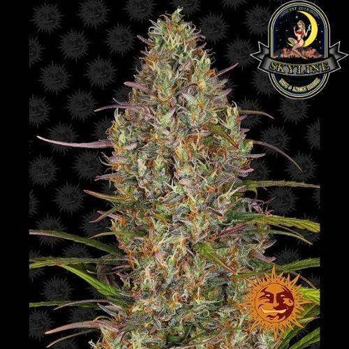 Glue Gelato Auto | Barneys Farm | Skyline Smoke Company | South Africa