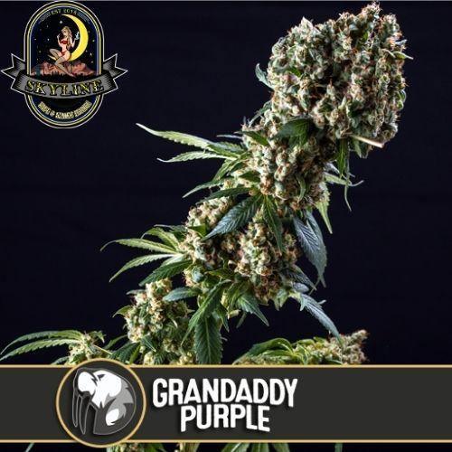 Grandaddy Purple | BlimBurn Seeds | Skyline Smoke Company | South Africa