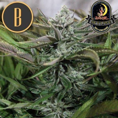 Grandaddy Purple | BlimBurn Seeds | Skyline Smoke Company | South Africa