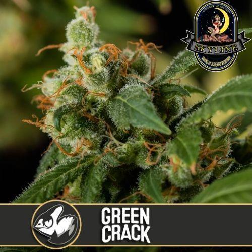 Green Crack | BlimBurn Seeds | Skyline Smoke Company | South Africa