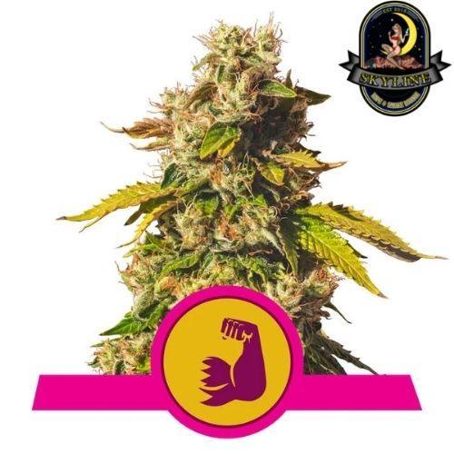 HulkBerry | Royal Queen Seeds | Skyline Smoke Company | South Africa