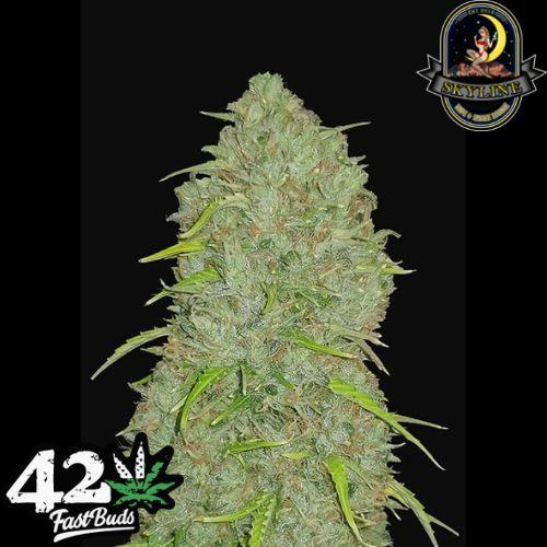 Jack Herer Auto | 420 Fast Buds | Skyline Smoke Company | South Africa