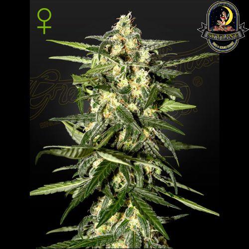 Jack Herer Auto | Green House Seed Co. | Skyline Vape & Smoke Lounge | South Africa