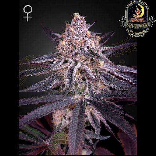Kings Juice | Green House Seed Co. | Skyline Smoke Company | South Africa