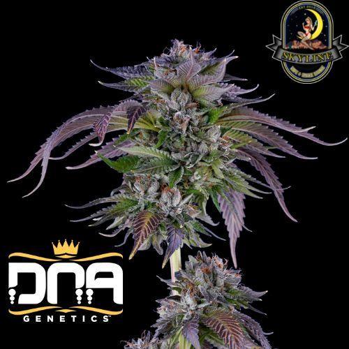 L.A. Confidential | DNA Genetics | Skyline Smoke Company | South Africa