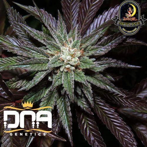 L.A. Confidential | DNA Genetics | Skyline Vape & Smoke Lounge | South Africa