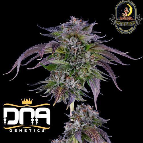 L.A. Confidential | DNA Genetics | Skyline Vape & Smoke Lounge | South Africa