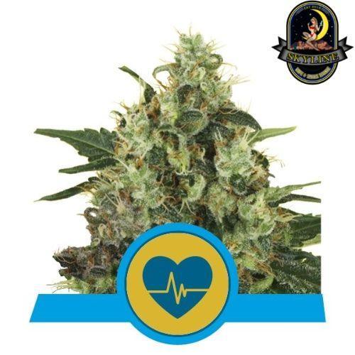 Medical Mass CBD | Royal Queen Seeds | Skyline Vape & Smoke Lounge | South Africa
