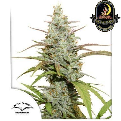 Mokum's Tulip | Dutch Passion Seeds | Skyline Smoke Company | South Africa
