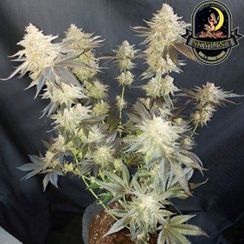 Mokum's Tulip | Dutch Passion Seeds | Skyline Vape & Smoke Lounge | South Africa