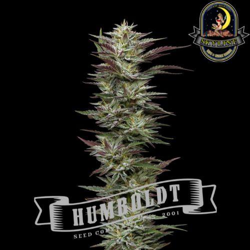 Notorious THC | Humboldt Seed Company | Skyline Vape & Smoke Lounge | South Africa