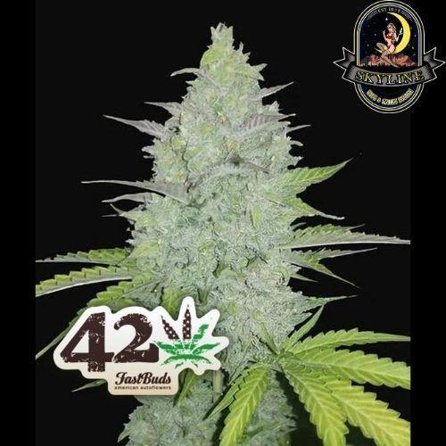 Original Auto Cheese | 420 Fast Buds | Skyline Smoke Company | South Africa