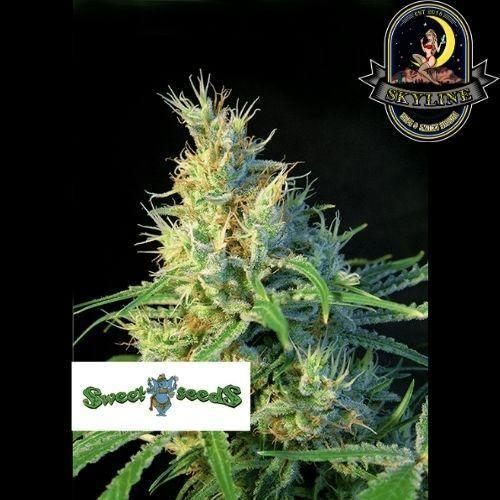 Psicodelicia | Sweet Seeds | Skyline Smoke Company | South Africa