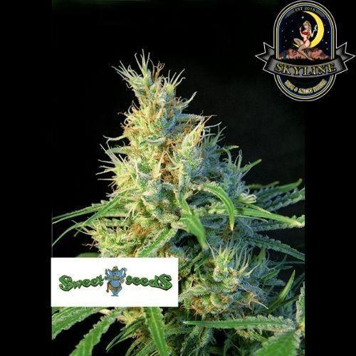 Psicodelicia | Sweet Seeds | Skyline Vape & Smoke Lounge | South Africa