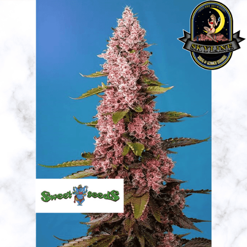 Red Hot Cookies | Sweet Seeds | Skyline Smoke Company | South Africa
