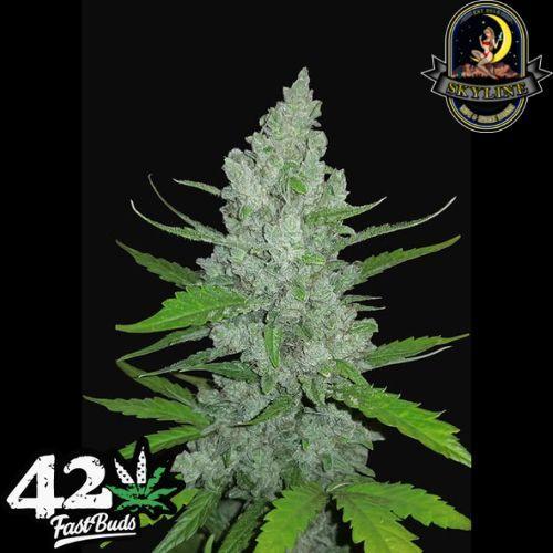 Sour Diesel Auto | 420 Fast Buds | Skyline Smoke Company | South Africa
