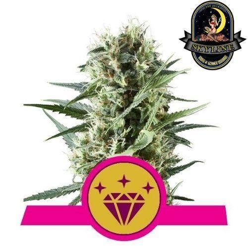 Special Kush #1 | Royal Queen Seeds | Skyline Vape & Smoke Lounge | South Africa