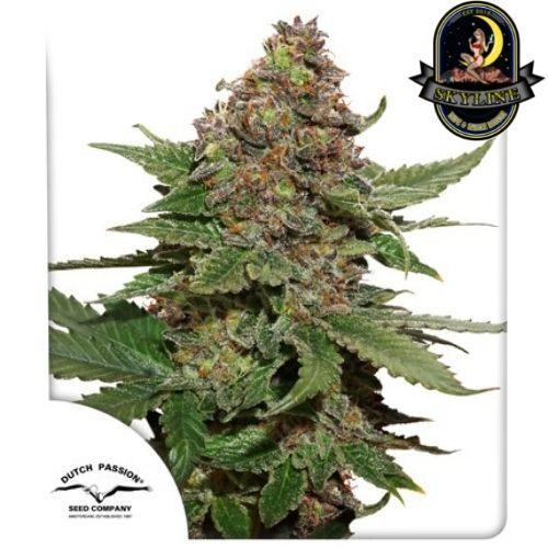 Strawberry Cough | Dutch Passion Seeds | Skyline Smoke Company | South Africa