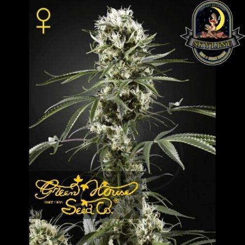 Super Lemon Haze | Green House Seed Co. | Skyline Smoke Company | South Africa