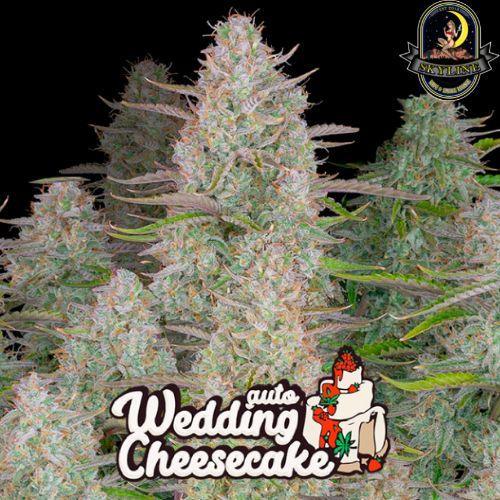 Wedding Cheesecake Auto | 420 Fast Buds | Skyline Vape & Smoke Lounge | South Africa