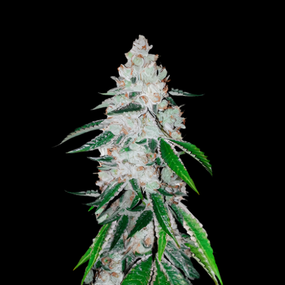 West Coast O.G. Auto | 420 Fast Buds | Skyline Smoke Company | South Africa